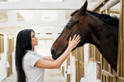 dentiste chevaux